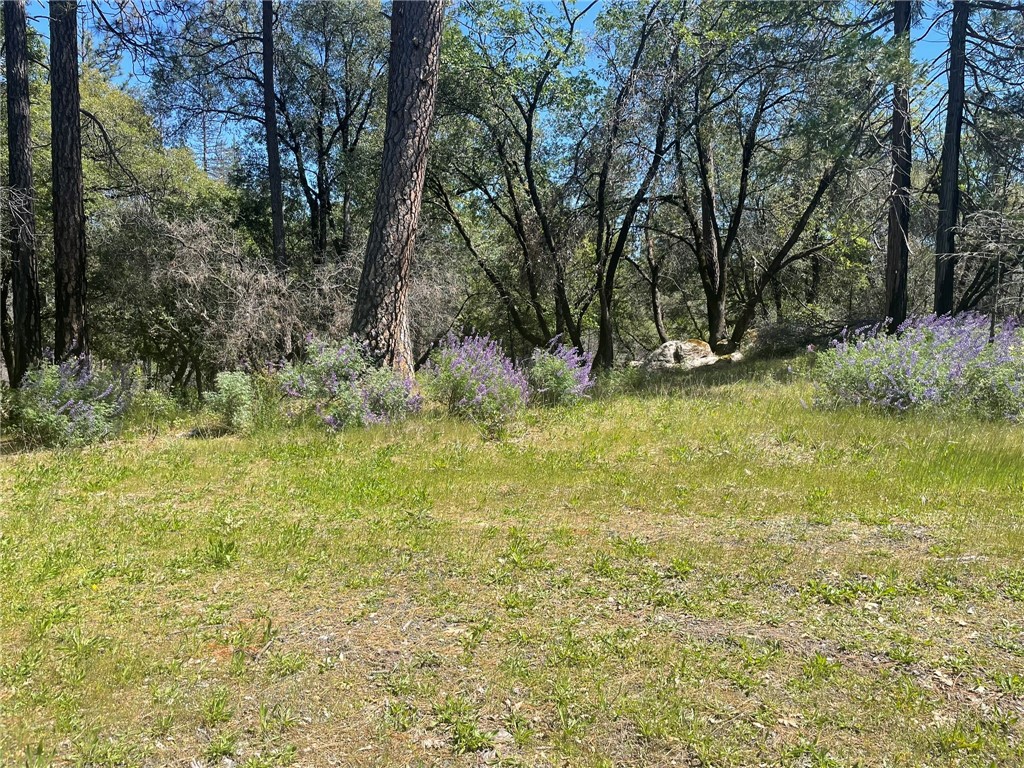 0 Lumpkin Road Property Photo 1