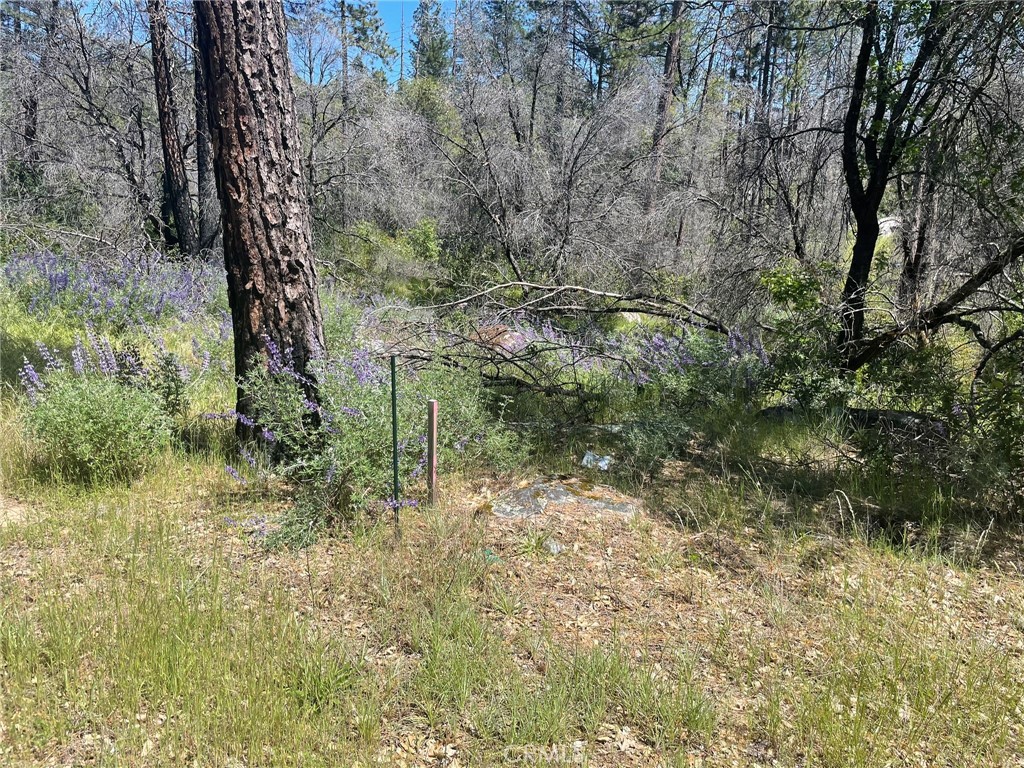 0 Lumpkin Road Property Photo 2