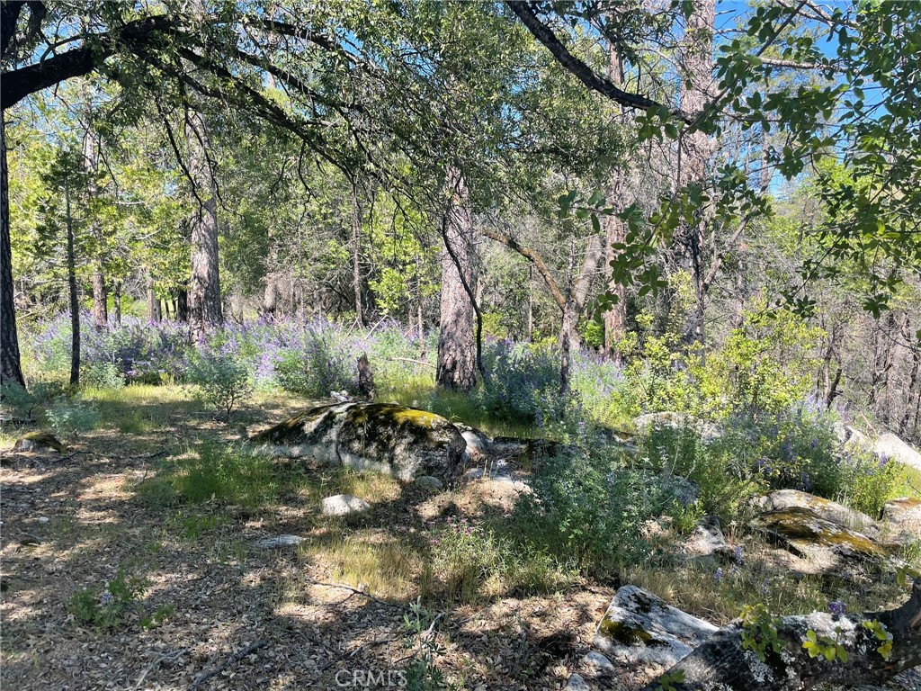 0 Lumpkin Road Property Photo 11