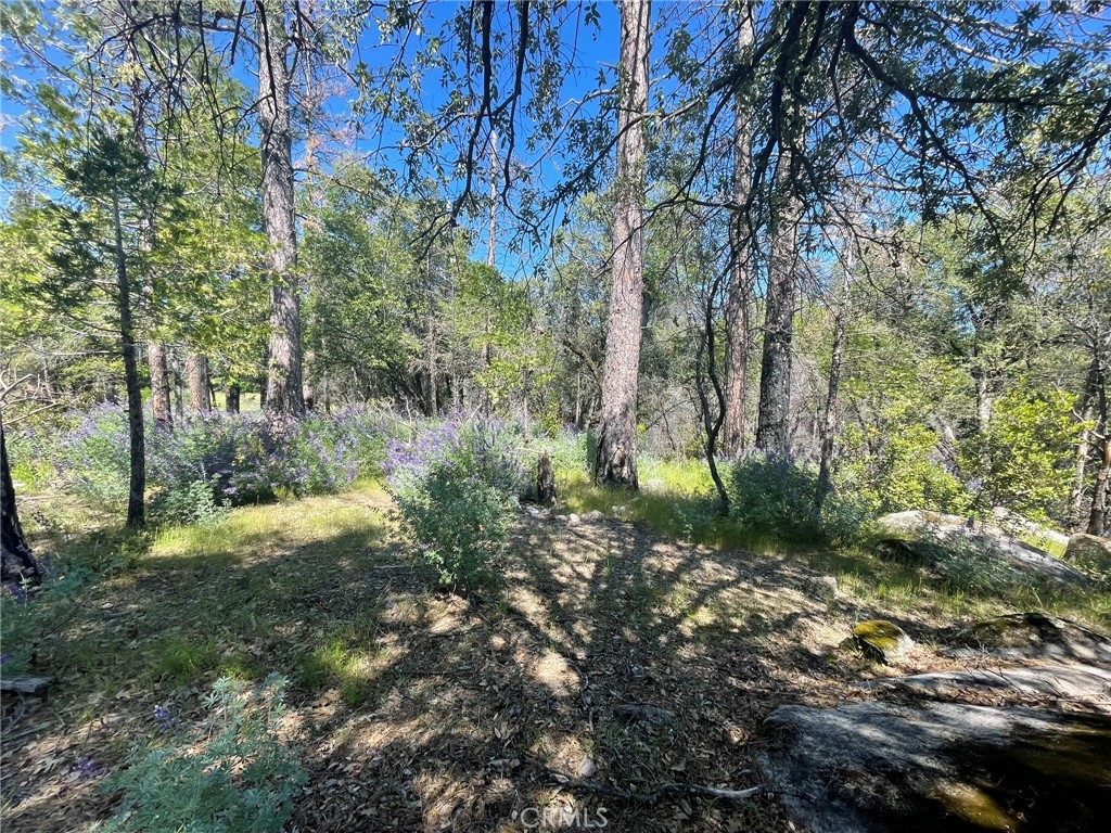 0 Lumpkin Road Property Photo 12