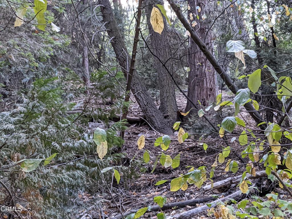 0 Fleming Creek Property Photo 5
