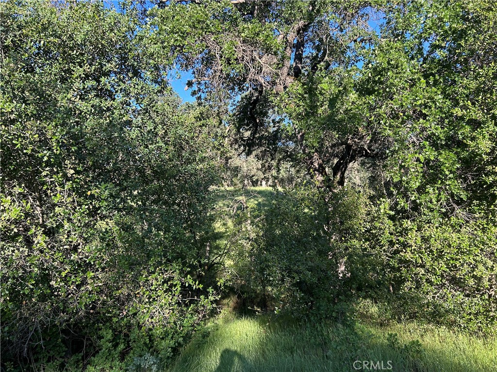 0 Rolling Oaks Property Photo 4