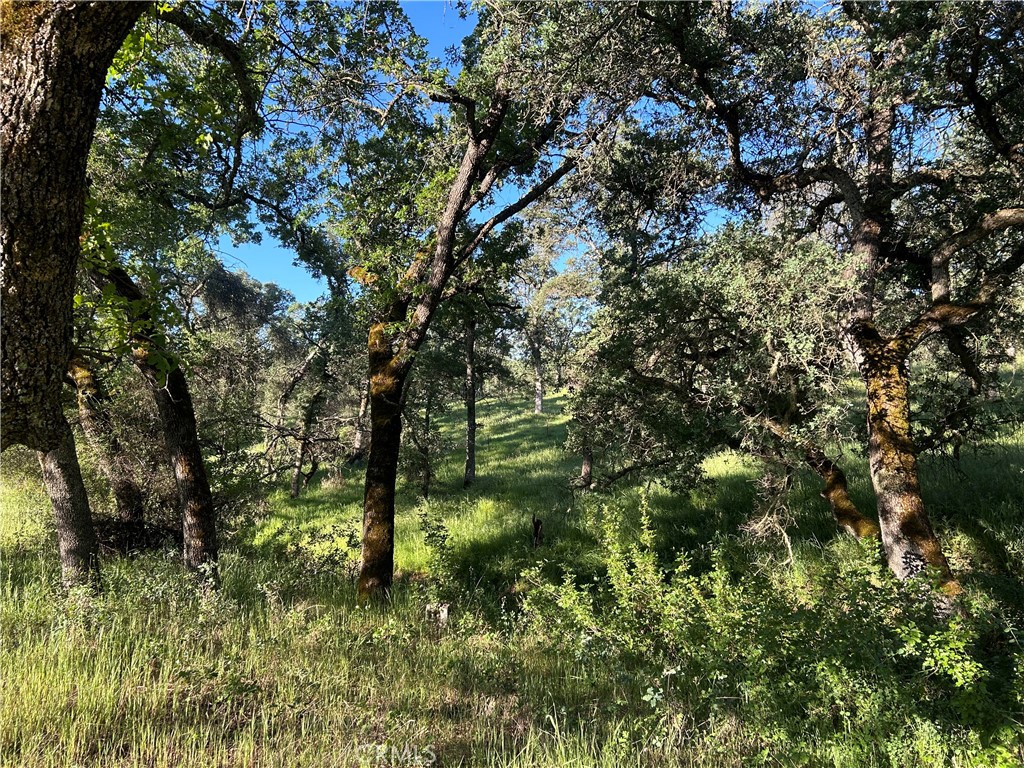 0 Rolling Oaks Property Photo 7