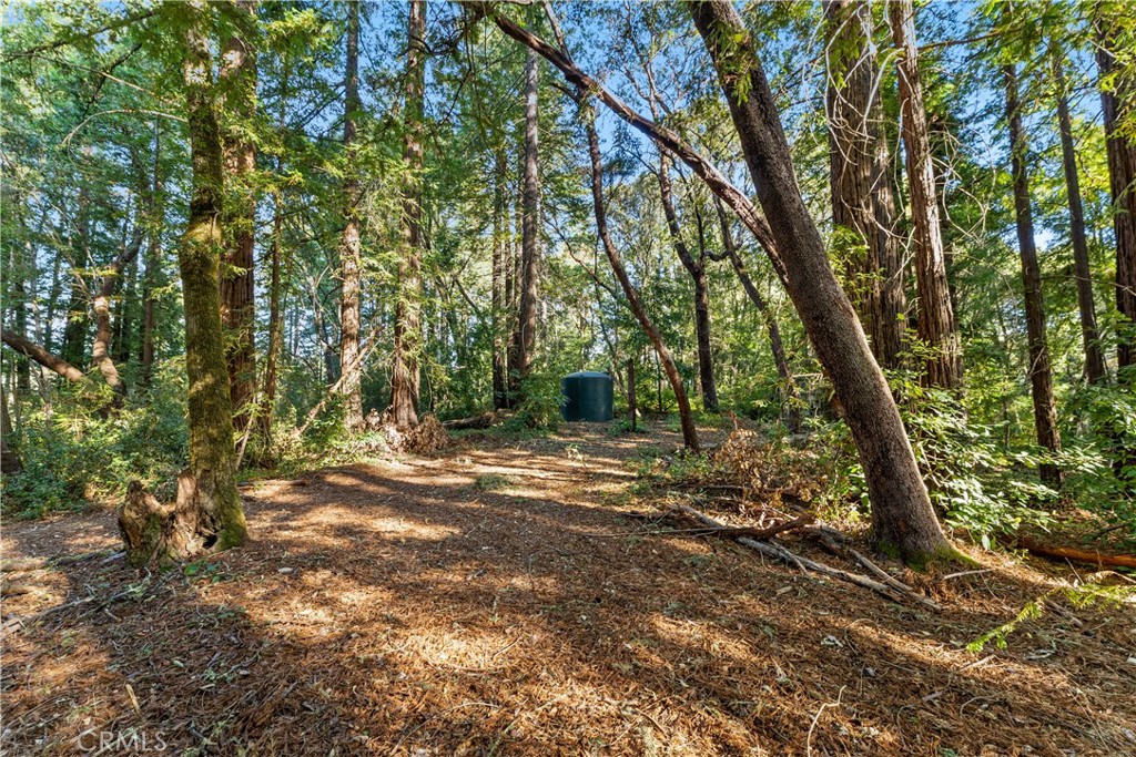 4419 Trout Gulch Property Photo 3