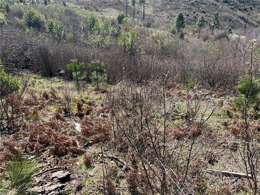 1234 Hog Ranch Rd Property Photo 7