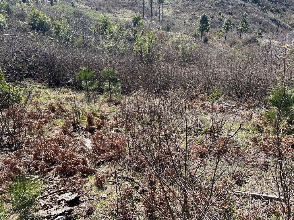 1234 Hog Ranch Rd Property Photo 3