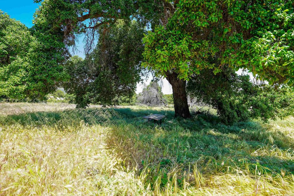 160 Acres Canebrake Property Photo 2