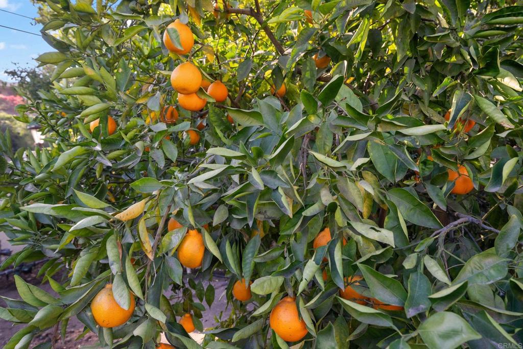 10310 Fuerte Drive Property Photo 64