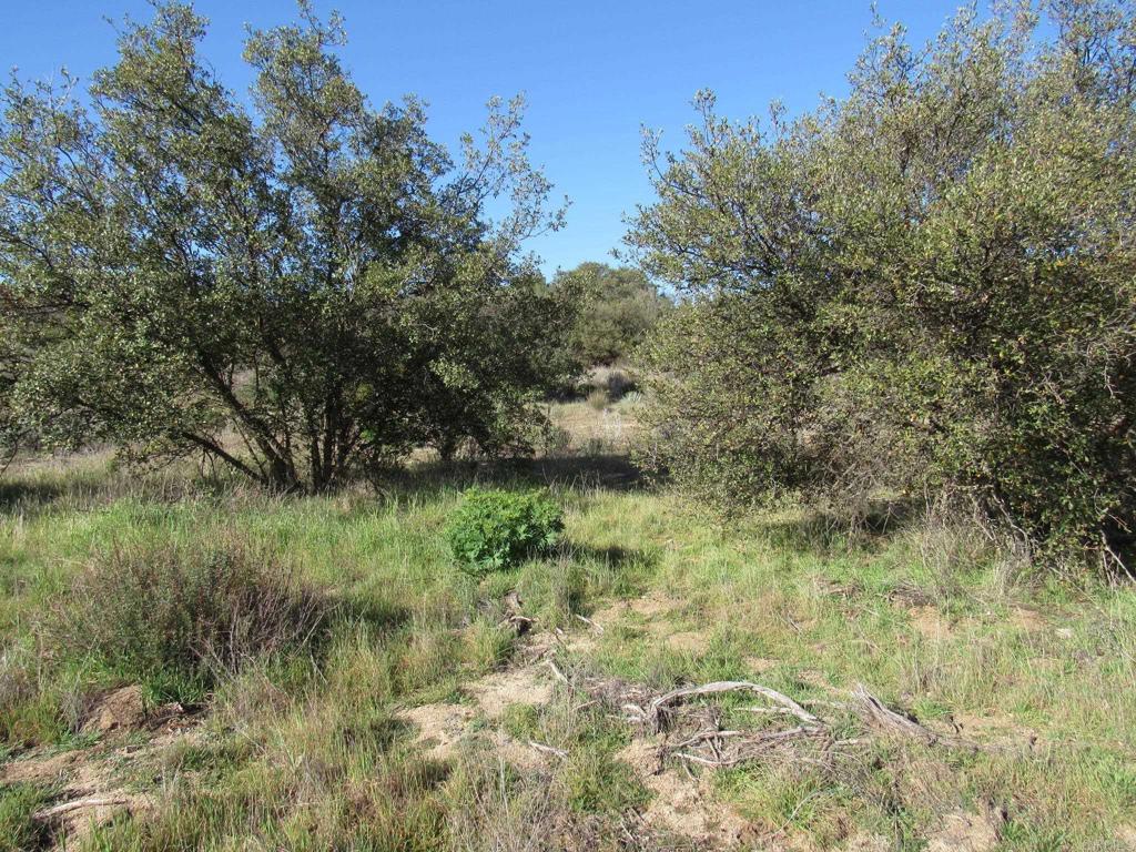 4.38 Acres Buckman Springs Rd Property Photo 3