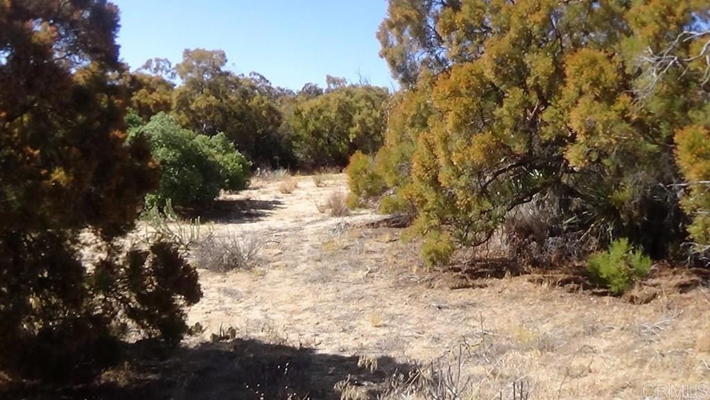 37245 Old Forest Road Property Photo 12