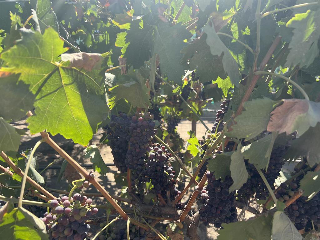 100 Valle De Guadalupe Property Photo 38