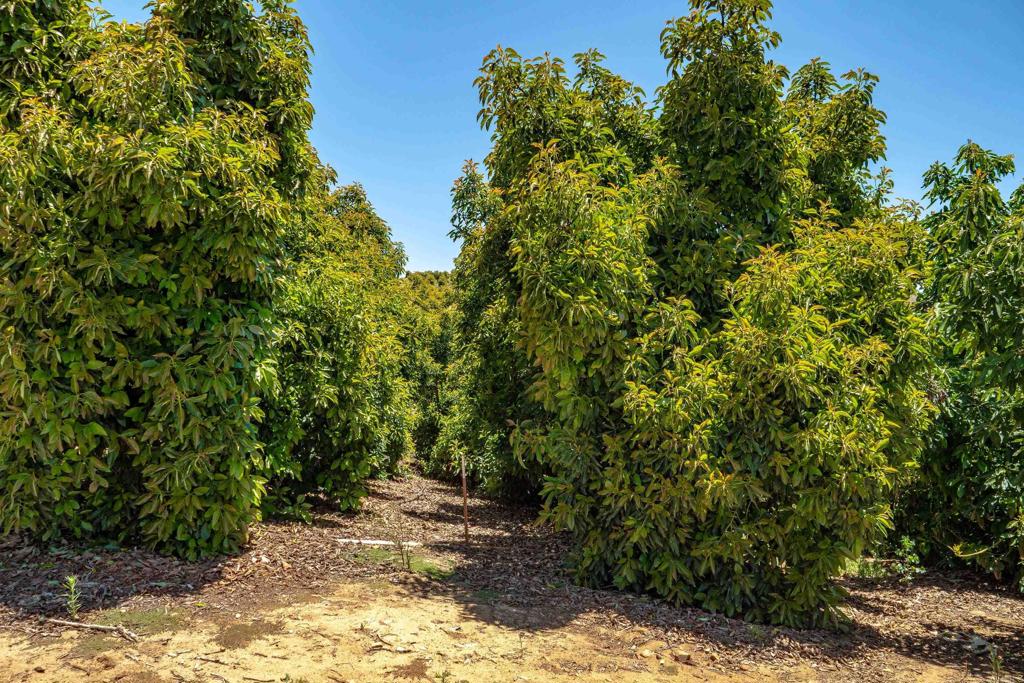 45000 Rancho Fallbrook Road Property Photo 32