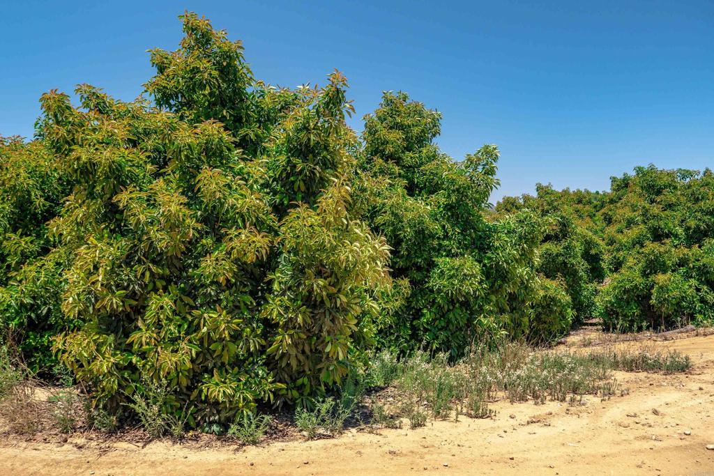 45000 Rancho Fallbrook Road Property Photo 34