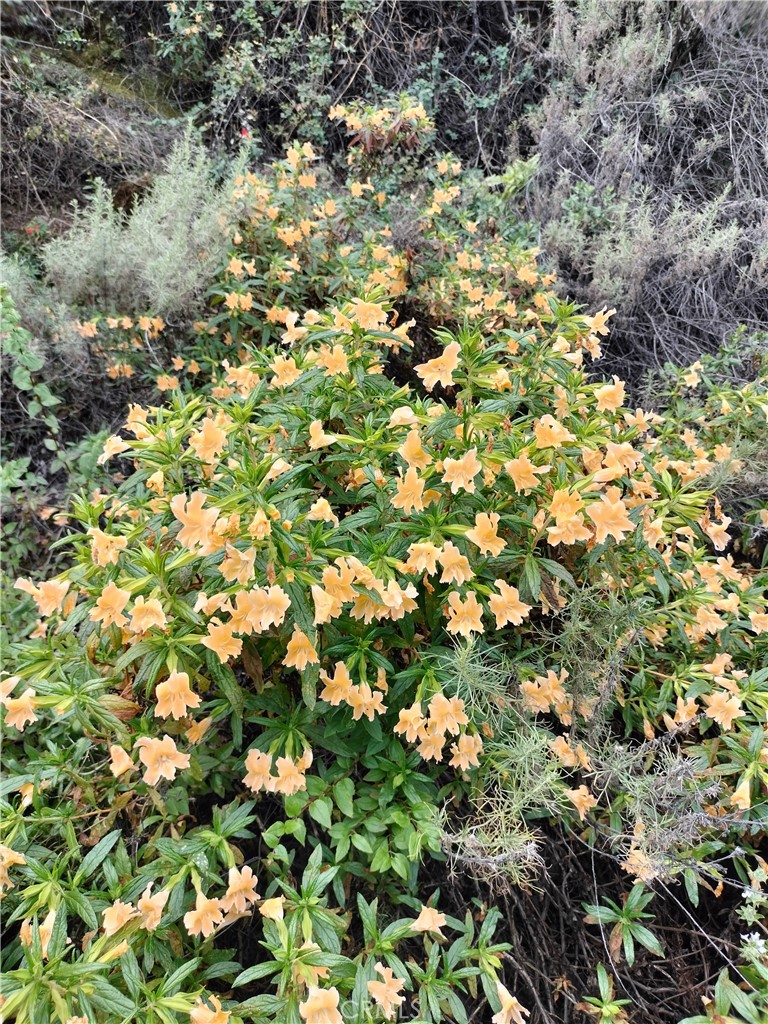 0 Mabey Canyon Property Photo 8