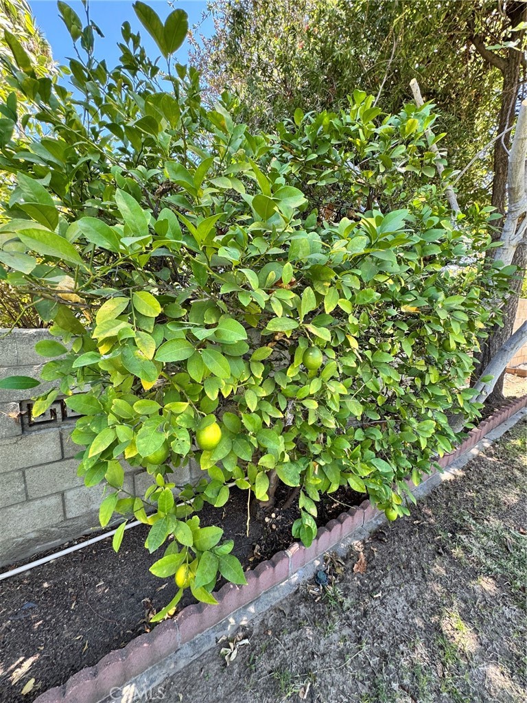 517 Lemon Property Photo 18