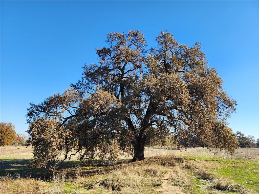 1882 Capay Road Property Photo 29