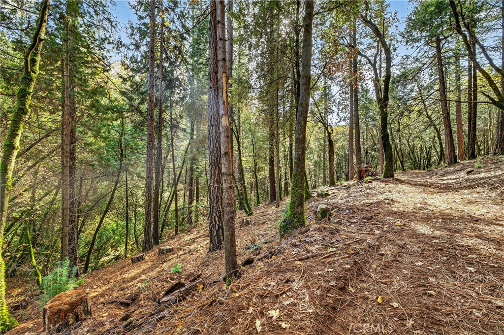 0 Cedar Creek Property Photo 4
