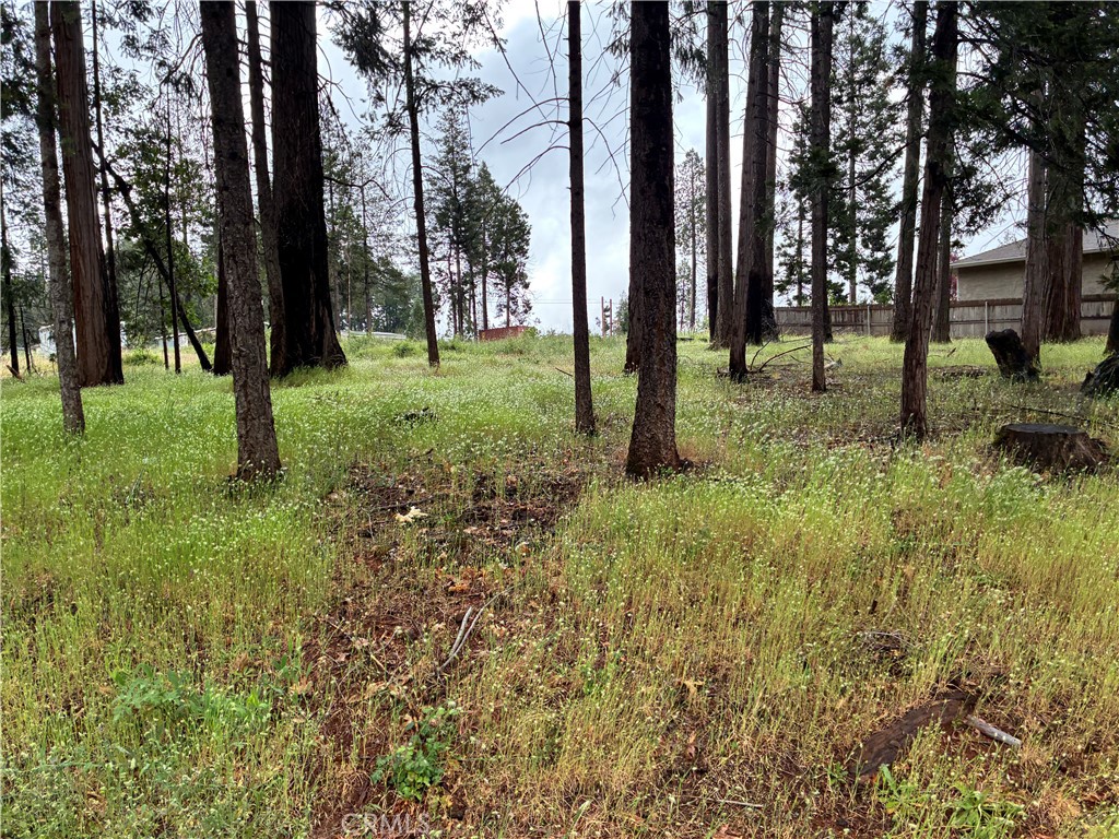 0 Pineland Circle Property Photo 4