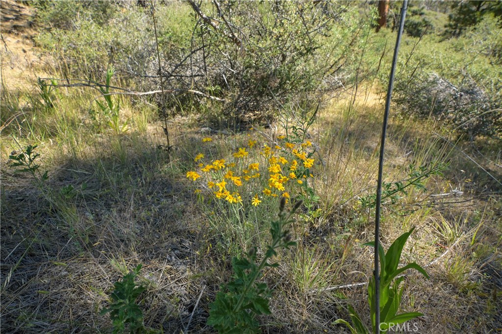 1 Duzel Creek Road Property Photo 12