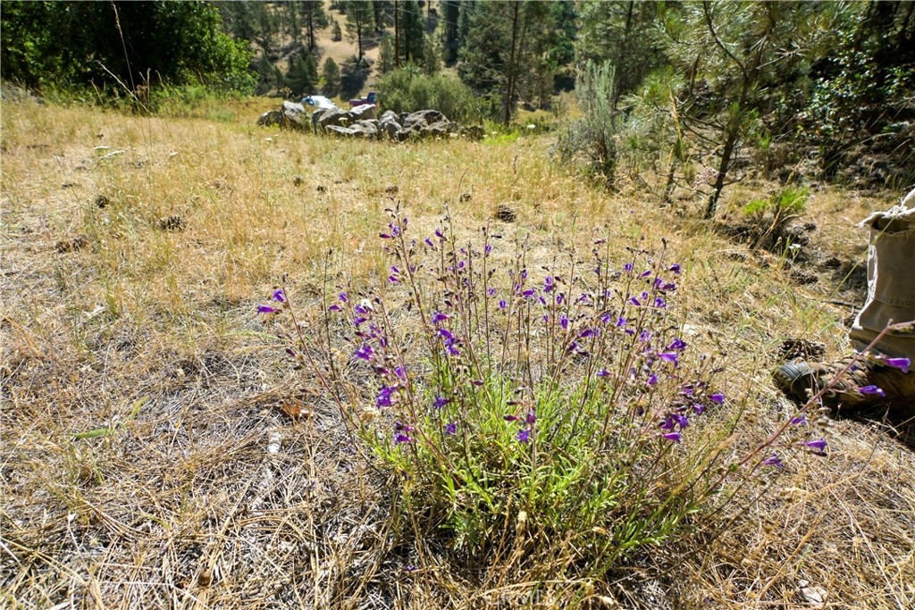 1 Duzel Creek Road Property Photo 15
