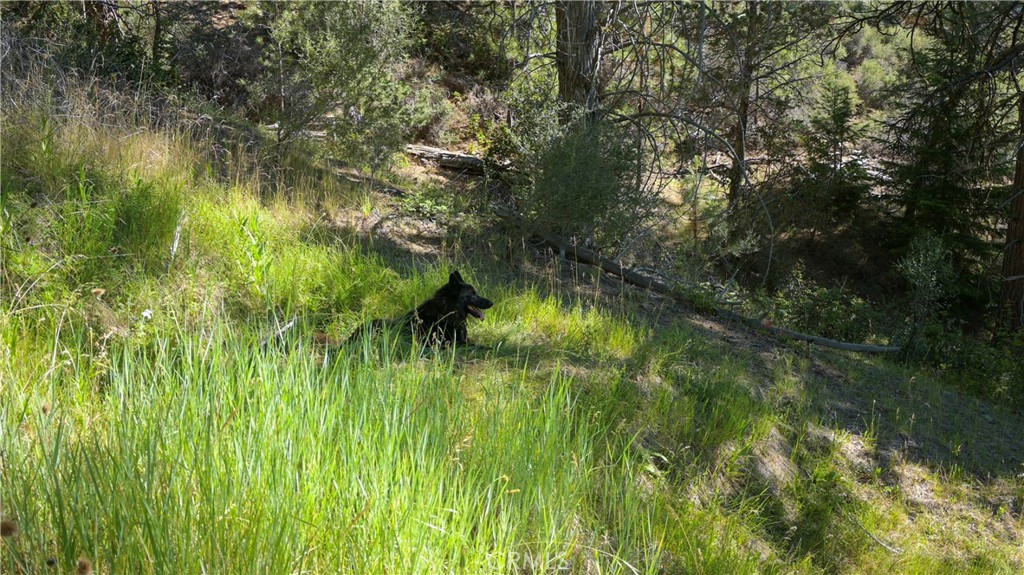 1 Duzel Creek Road Property Photo 36