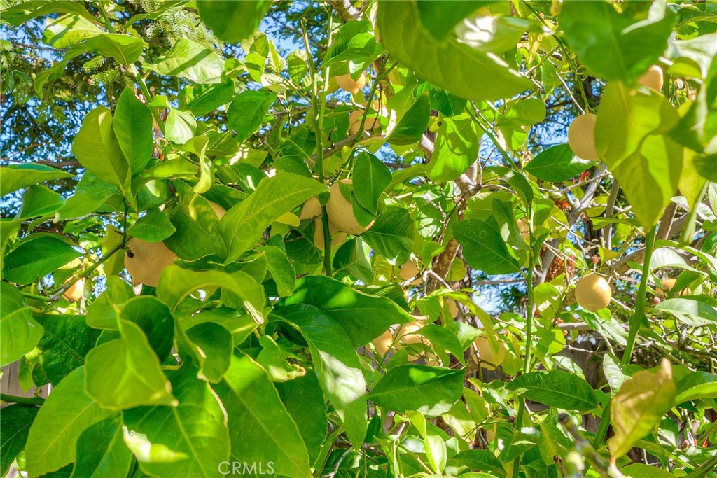 5244 Gold Spring Court Property Photo 6