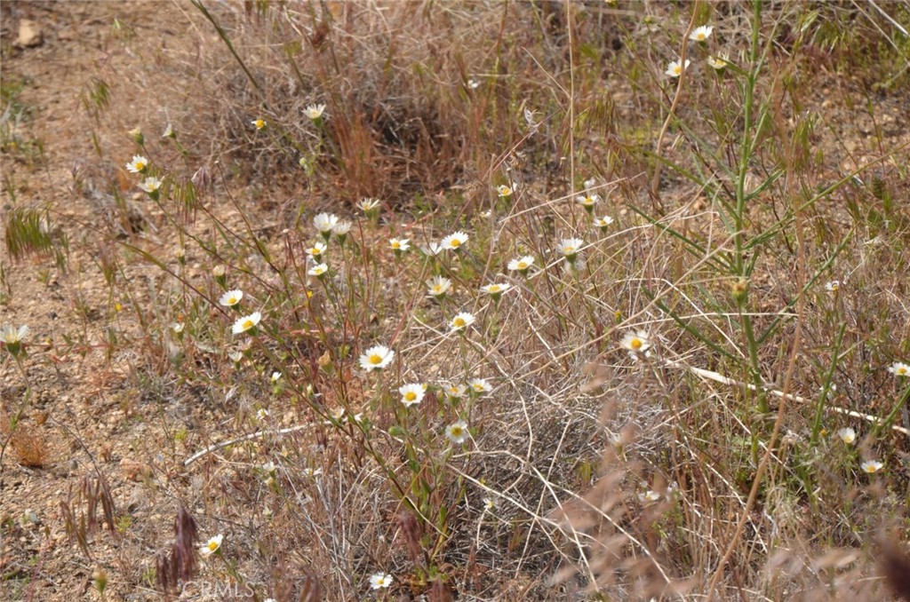 0 Longview X Old Homestead Property Photo 32