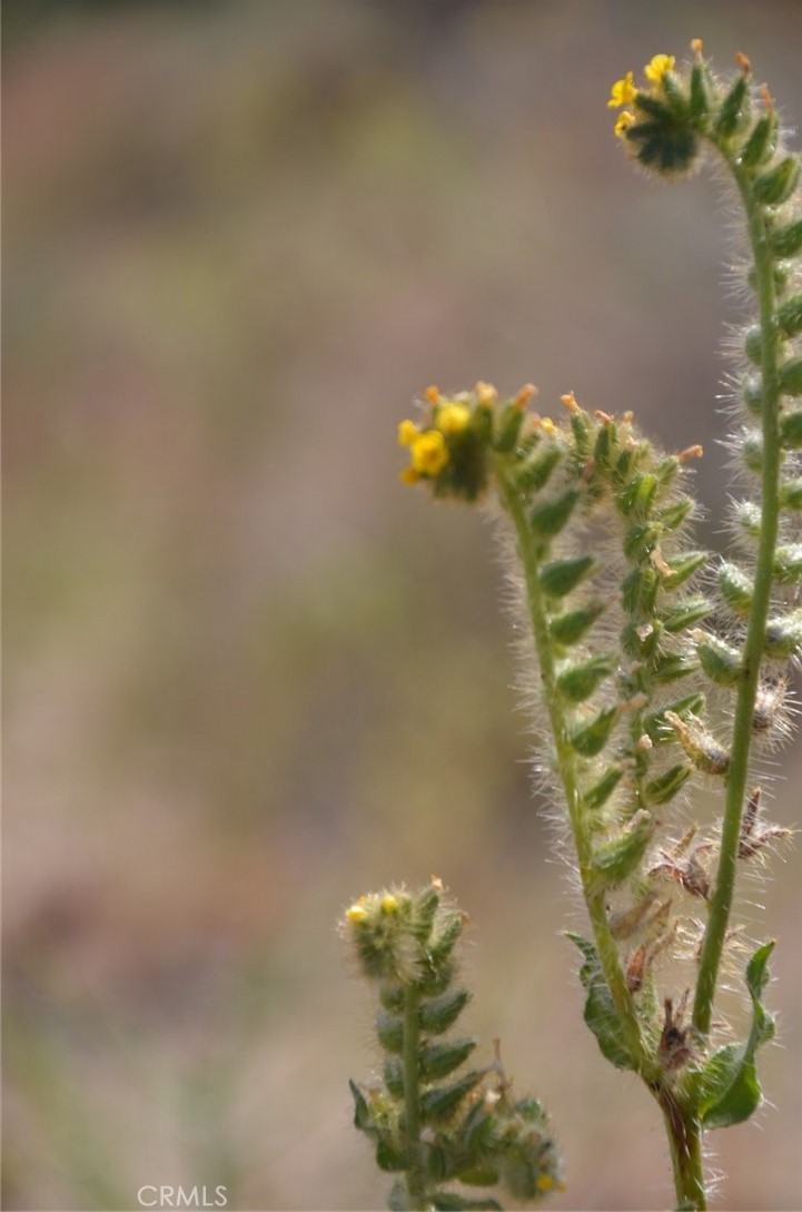 0 Longview X Old Homestead Property Photo 36
