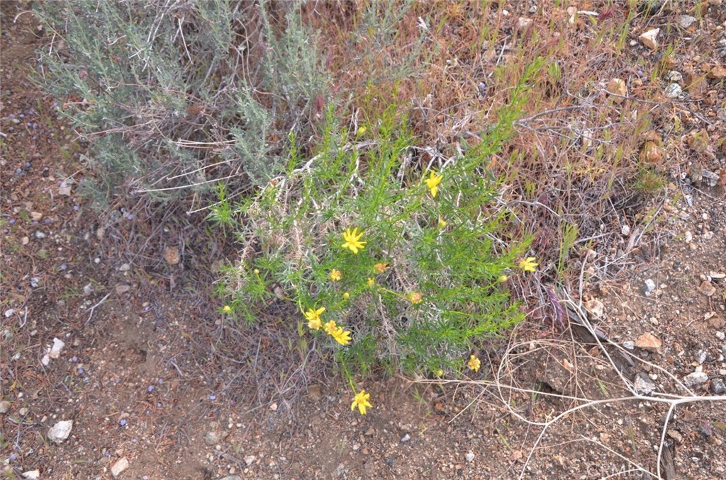 0 Longview X Old Homestead Property Photo 54