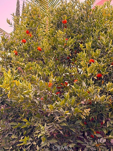 7 Carob Property Photo 12