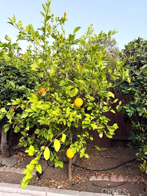 7 Carob Property Photo 13
