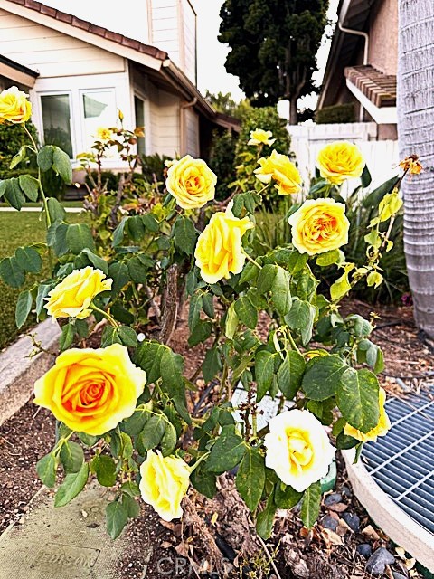 7 Carob Property Photo 17