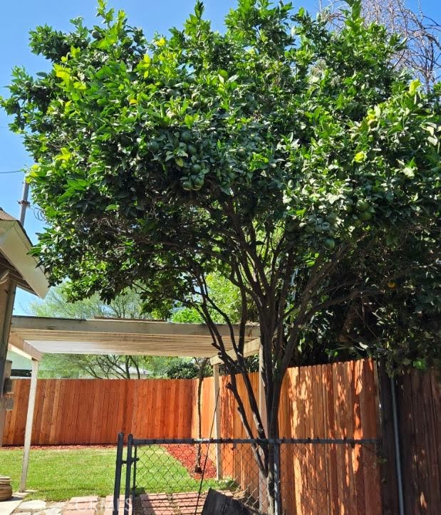 17001 Cantara Property Photo 25