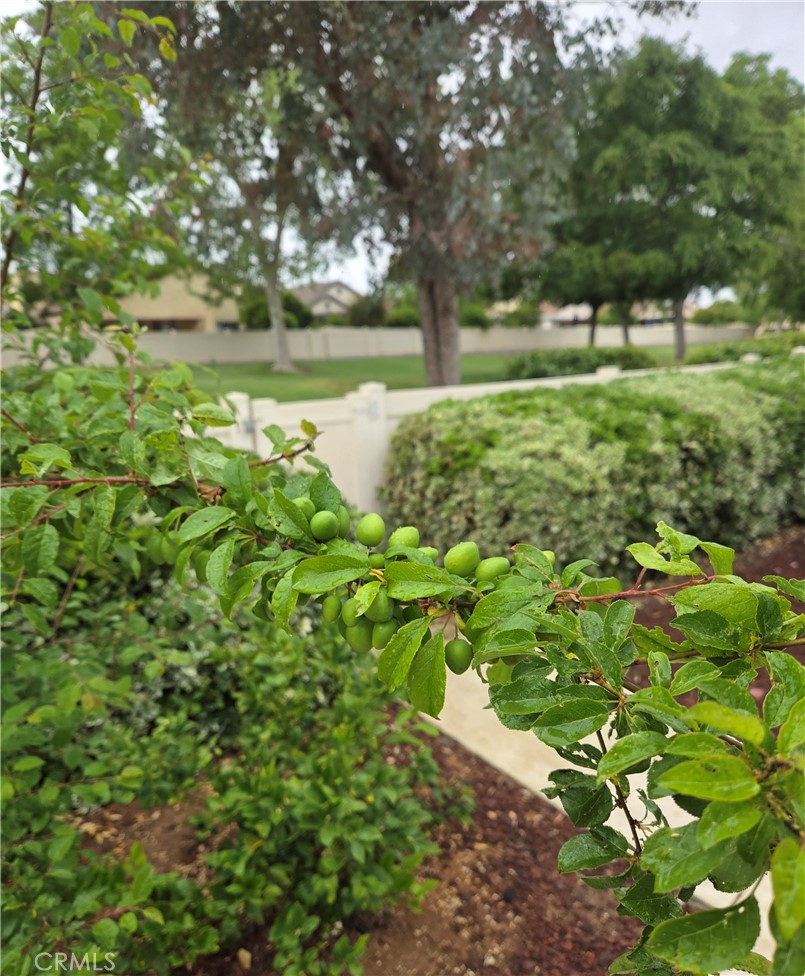 26629 Calle Gregorio Property Photo 20