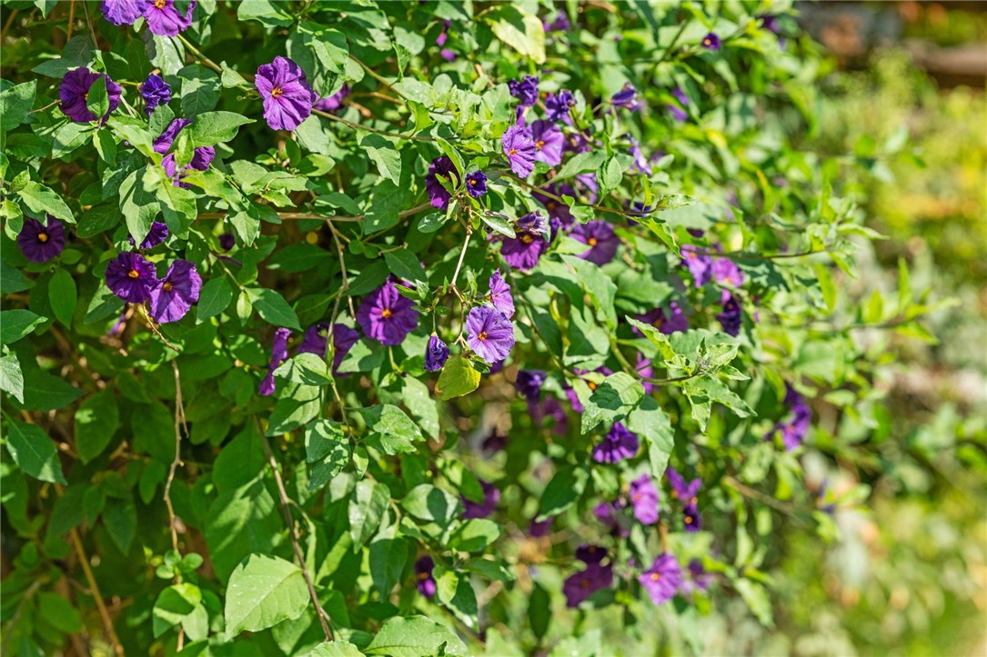 43195 Andrade Avenue L Property Photo 7