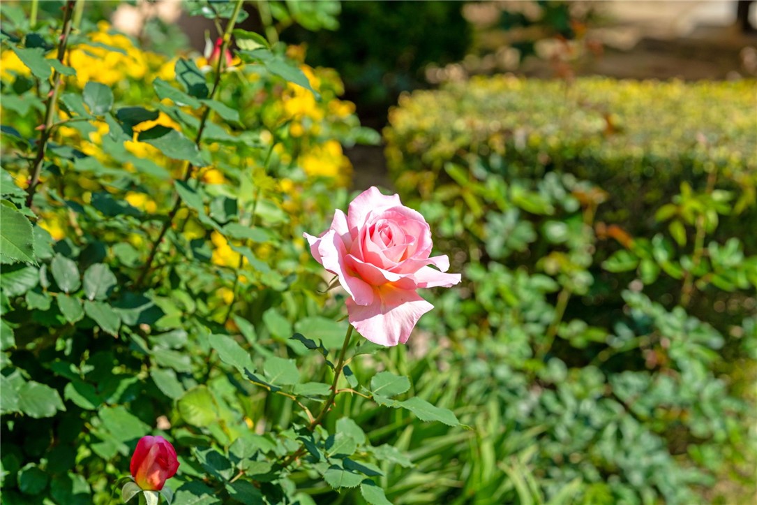 43195 Andrade Avenue L Property Photo 8