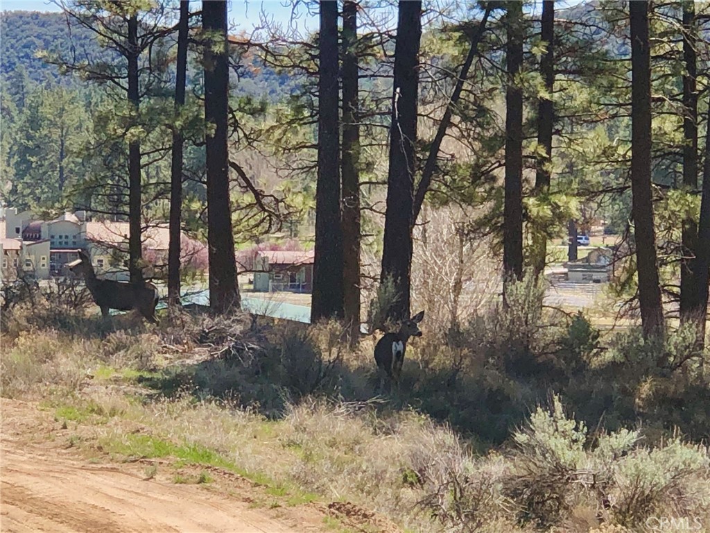 0 Butterfly Peak Rd. Property Photo 6