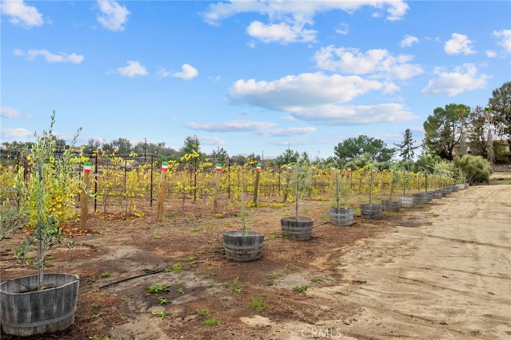 41309 Avenida Biona Property Photo 42