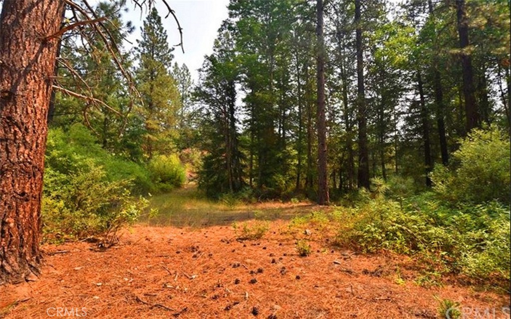 0 Scott River Road Property Photo 16