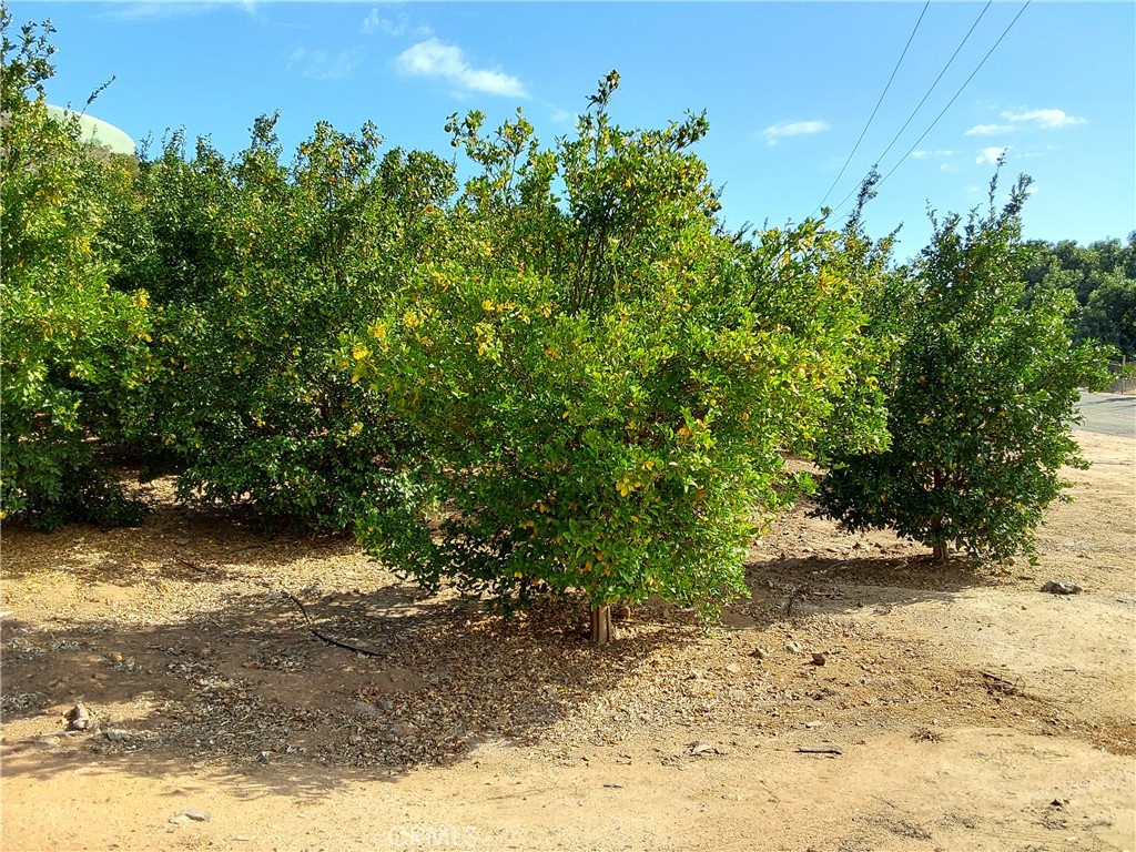 3 Via Vaquero Property Photo 5