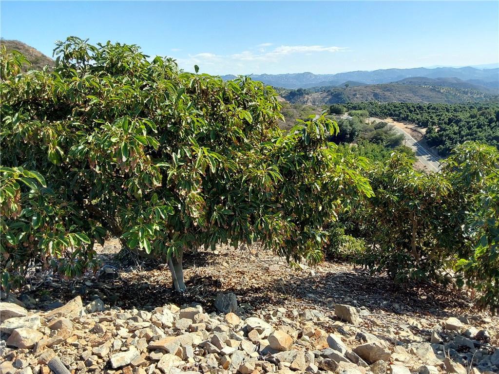 3 Via Vaquero Property Photo 22