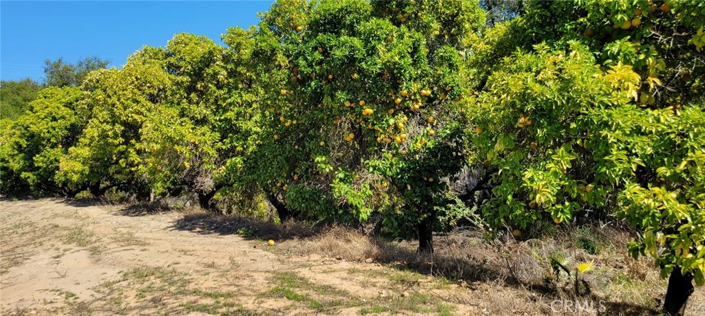 0 Calle Cuero Property Photo 3