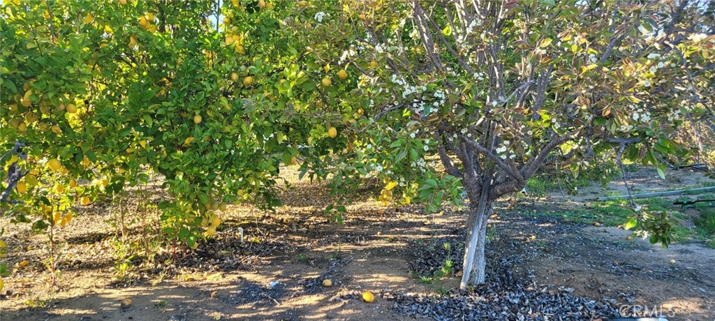 0 Calle Cuero Property Photo 12