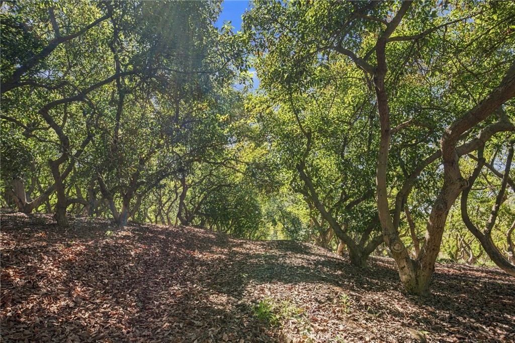 69 Via Vaquero Property Photo 20