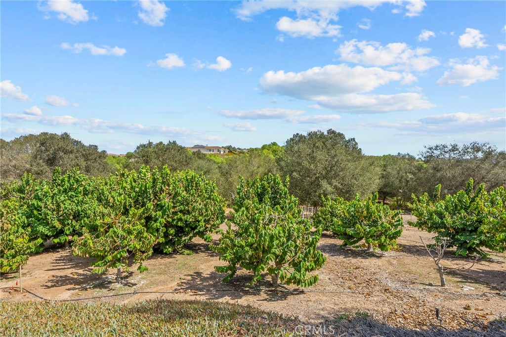 349 Puerta De Lomas Property Photo 44