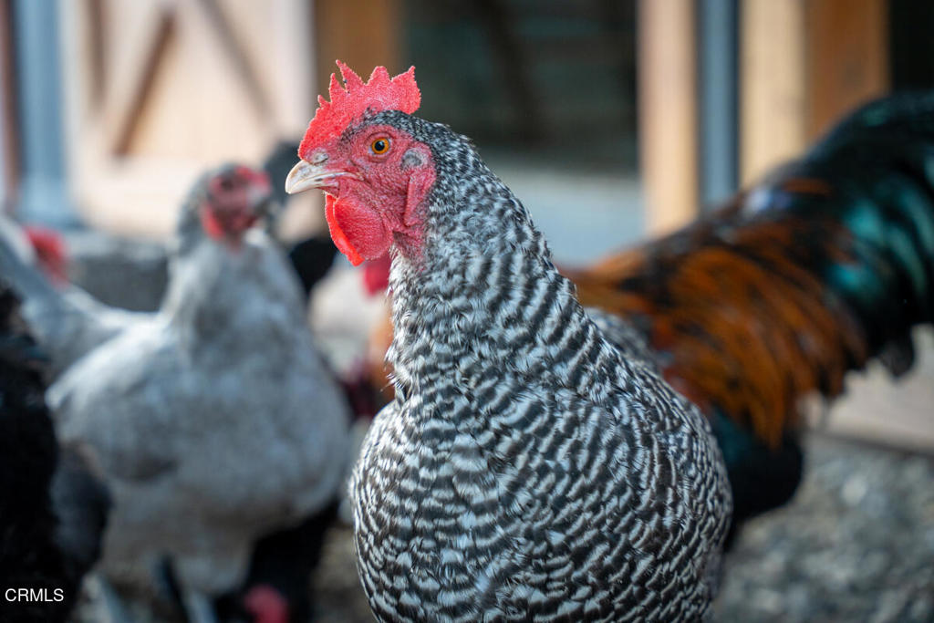 13100 Ojai Road Property Photo 55