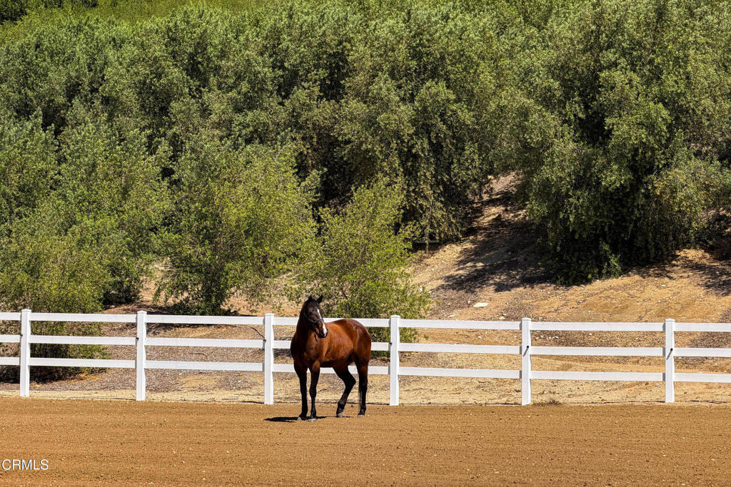 14855 Middle Ranch Road Property Photo 58