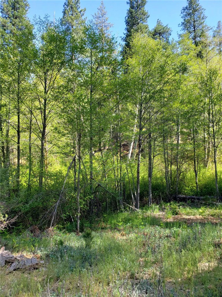 29531 Little Bear Creek Road Property Photo 5