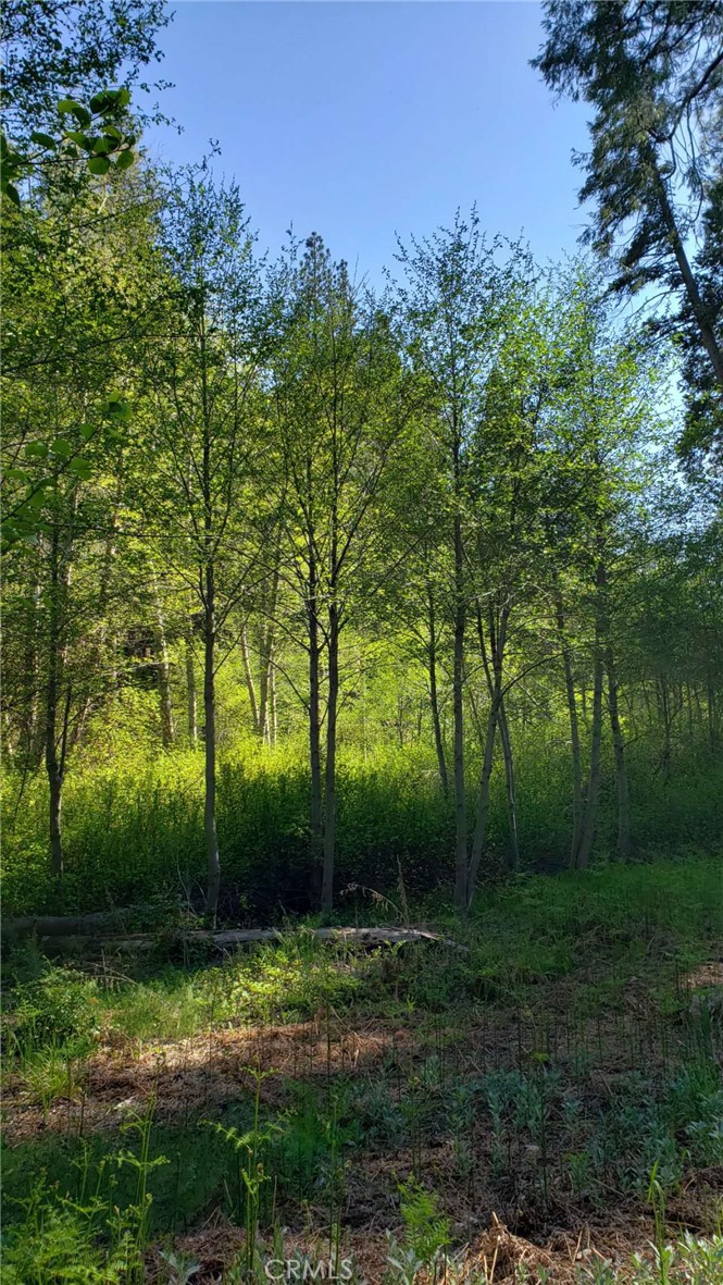 29531 Little Bear Creek Road Property Photo 9