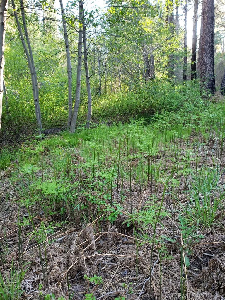 29531 Little Bear Creek Road Property Photo 10